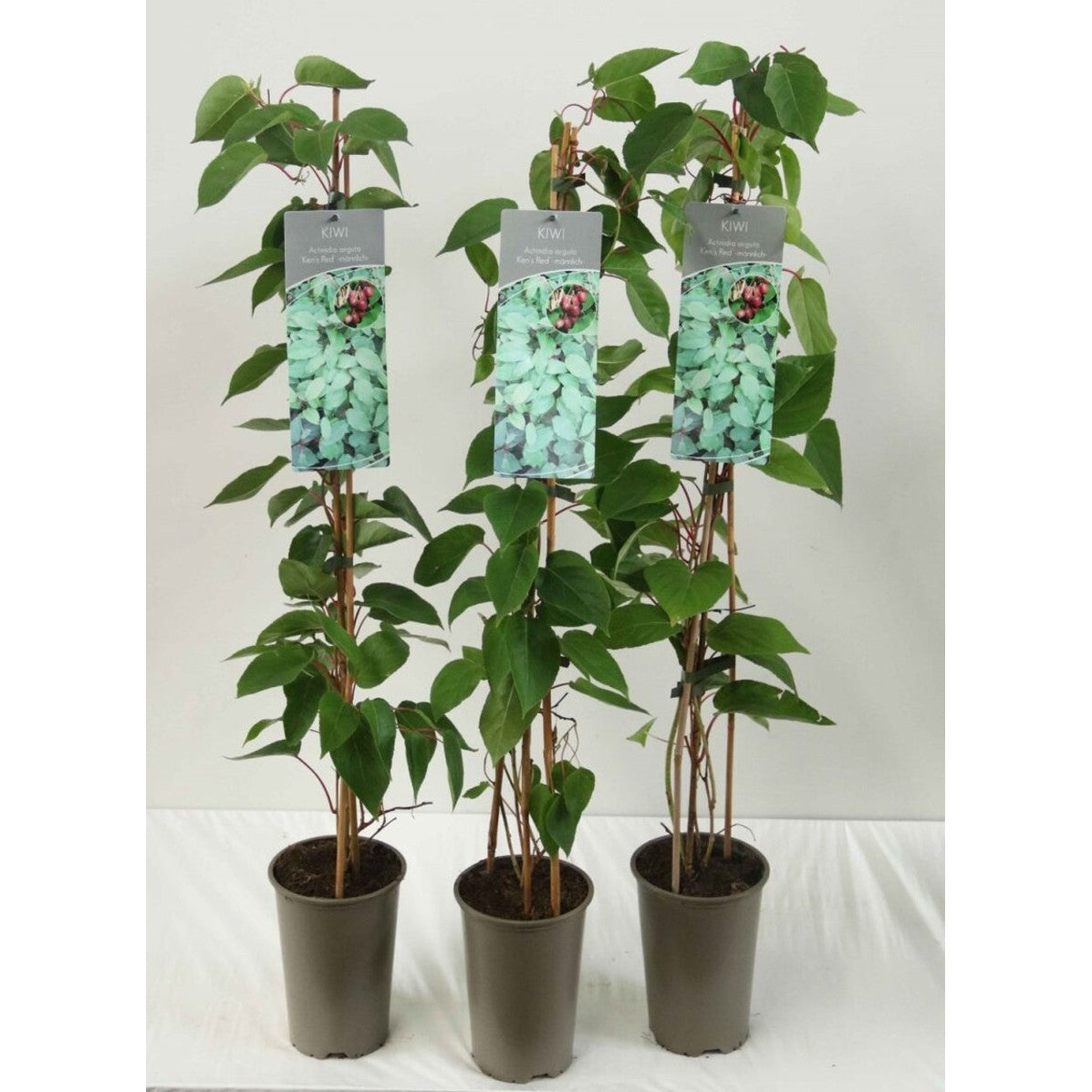 Minikiwi – Actinidia a. 'Ken's Red' - C2 60-80 CM Stick